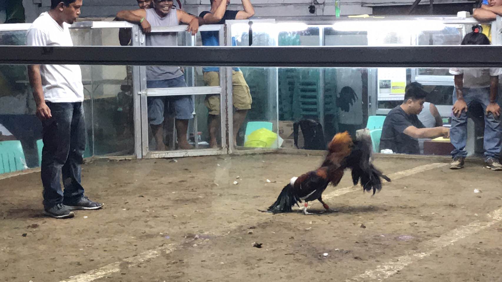 菲律賓遊學｜在杜馬蓋地看海龜也看鬥雞！超新鮮
