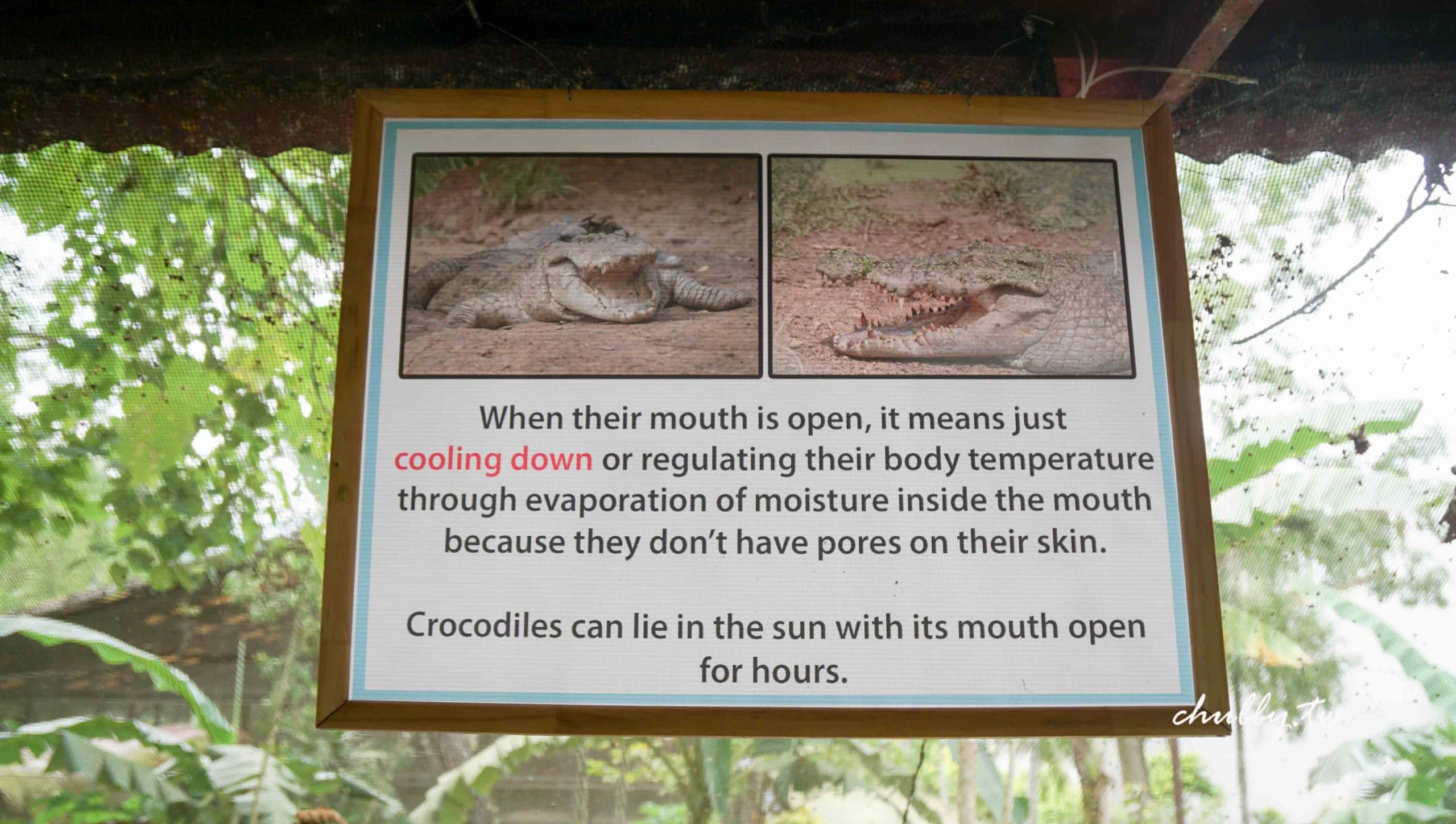 巴拉望親子自由行│公主港行程推薦：全世界最大的鱷魚在這裡！鱷魚養殖場Palawan Wildlife Rescue and Conservation Center (Crocodile Farm)