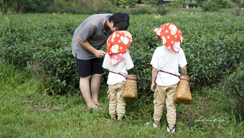 宜蘭親子體驗推薦：祥語有機農場，跟小孩當一日茶農親手採茶+做龍鬚糖！