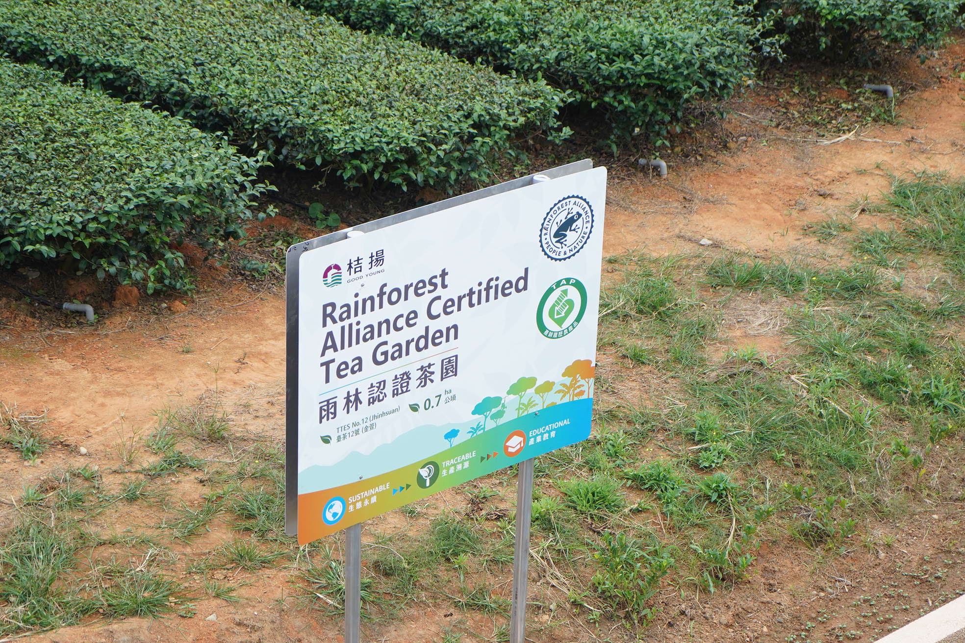 【台灣客家茶文化館】，發現隔壁就是桔揚的雨林認證茶園耶！
